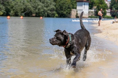 Bañistas disfrutan de la playa de Moreras en Valladolid.