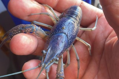 El cangrejo azul, que resultó ser un cangrejo rojo americano, en manos de su pescador.