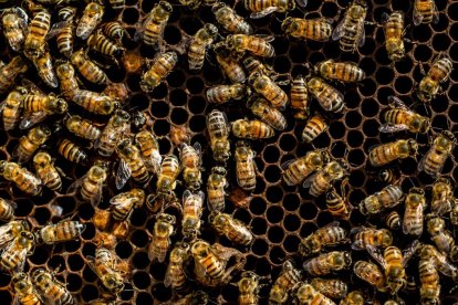 Abejas en un panal con miel.