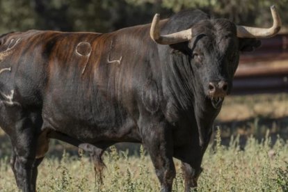 Saltavallas, Toro de la Vega 2025.