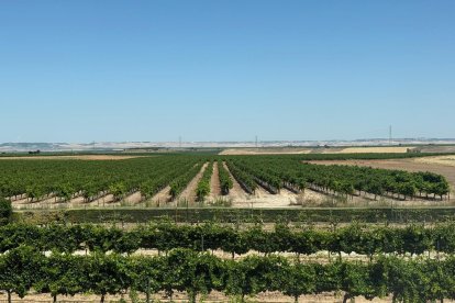 Viñedos en Rueda, Valladolid. La ola de calor y el Mildiu condicionan la vendimia en Rueda.