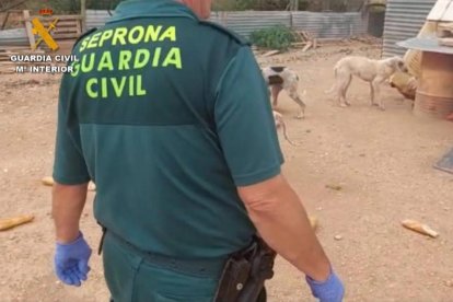 La Guardia Civil investiga el ataque de un perro potencialmente peligroso