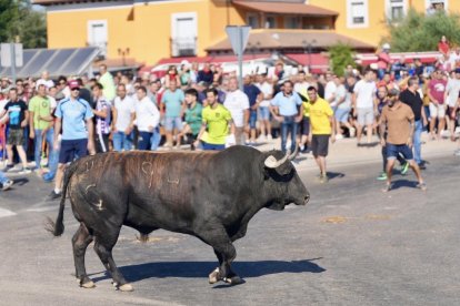 Torneo del Toro De la Vega 2025 en Tordesillas