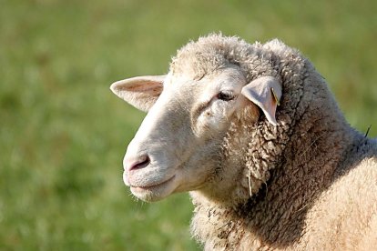 El ganado ovino es el más perjudicado por la lengua azul