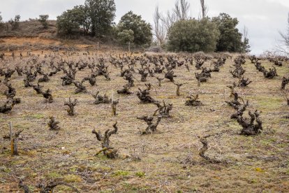 Viñedo en la provincia de Soria.