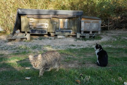 Colonia felina junto al río.