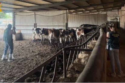 Explotación ganadera en Valladolid