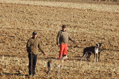 Dos galgueros simanquinos buscando liebres en su coto privado de caza.