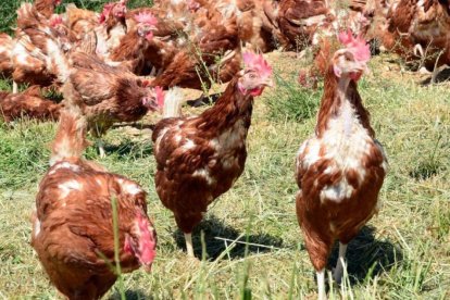 Explotación de gallinas ponederas en una imagen de archivo