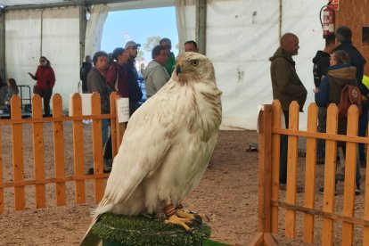 Primer encuentro cetrero Bioavián