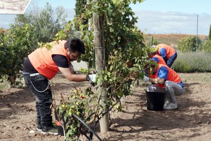 Una vendimia solidaria de la Fundación de Matarromera en una foto de archivo