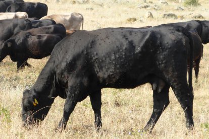 Nódulos repartidos por el cuerpo de un ejemplar de ganado bovino.