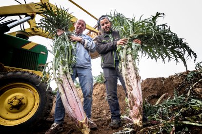 Emilio Zamora muestra la altura de dos cardos rojos junto a uno de sus empleados.