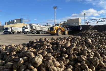 Archivo - Arranca la campaña remolachera en ACOR, que prevé molturar 1.100.000 toneladas recogidas en 10.000 hectáreas .