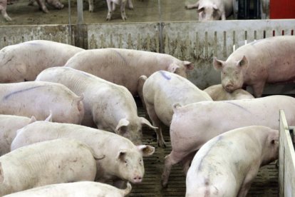 Castilla y León cuenta con un censo de 3,8 millones de cabezas de porcinos