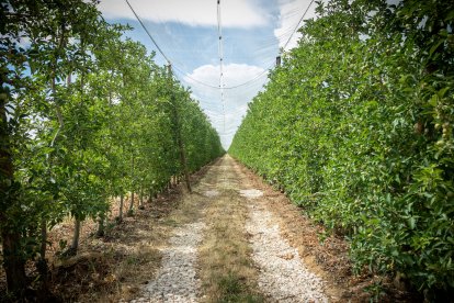 Finca de manzanas de Nufri en La Rasa.