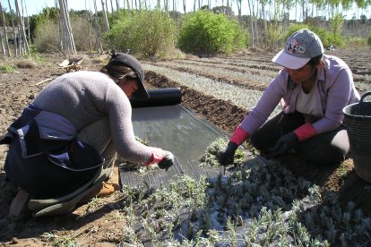 Una pareja de horticultores en un vivero