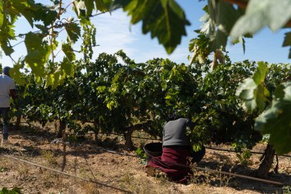 Dos jornaleros recogen uva en un viñedo de la Denominación de Origen Cigales, en una foto de archivo.
