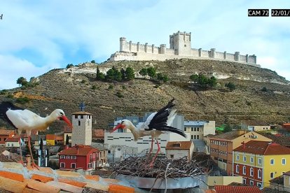 Captura de la cámara que muestra a las cigüeñas