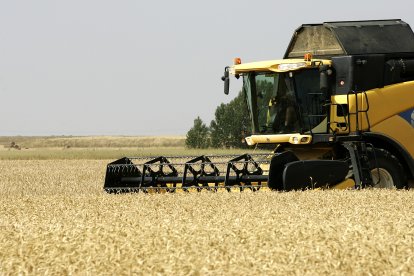 Una máquina cosecha trigo en la localidad leonesa de Calzada del Coto, en una imagen de archivo