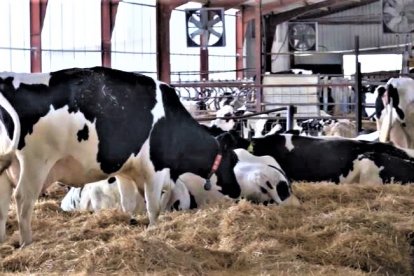Vacas de leche en el cebadero de una explotación de la provincia de Zamora, en una imagen de archivo.