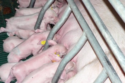 Granja de madres de Copiso.