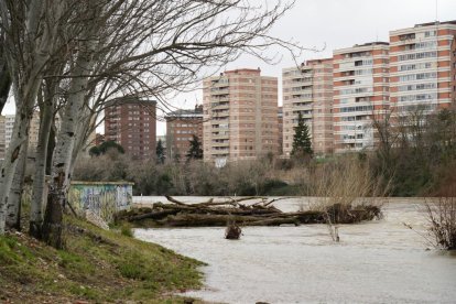 El río Pisuerga crece a su paso por Valladolid.