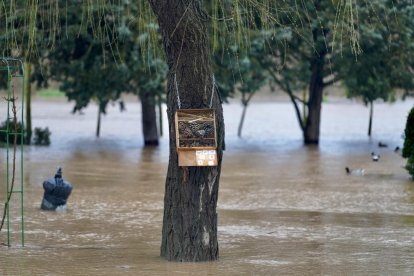 El Duero pasa muy crecido en Tudela de Duero.
