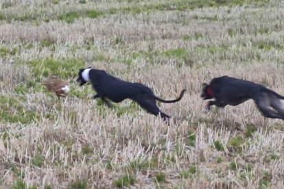Dos galgos persiguen a una liebre en la Cuesta de los Picos.