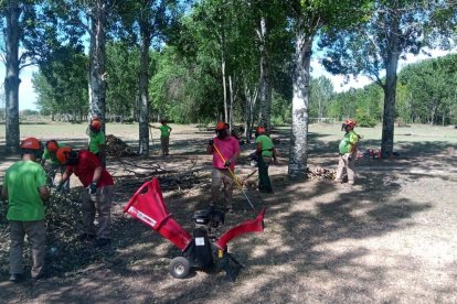 Auxiliar servicios forestales