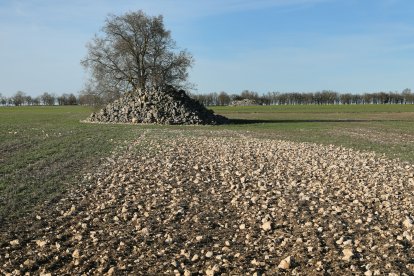 Fincas de cereal en Espinosa de Cerrato (Palencia)