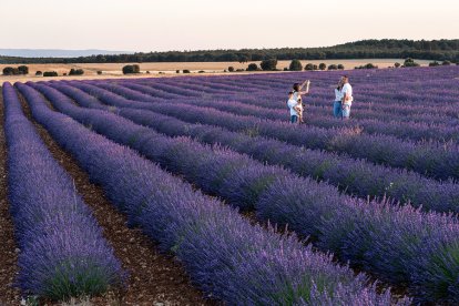 Los campos de lavanda de Caleruega permiten disfrutar del colorido ya entrado el verano. Alcanzan su máximo esplendor en la primera quincena de julio