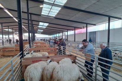 Un grupo de personas observa unas ovejas en la Feria de Raza Churra celebrada en Palencia.