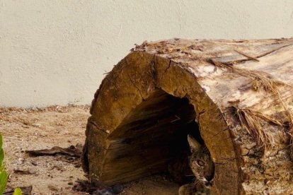 El lince pasa la cuarentena en Valladolid.