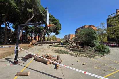 Cae un pino de grandes dimensiones en el colegio Alonso Berruguete de Valladolid