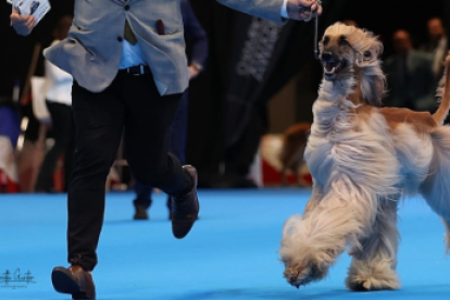 Evento canino