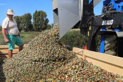 Un agricultor en una tierra de cultivo durante la cosecha de almendras en la localidad palentina de San Cebrián de Campos, en una pasada campaña.