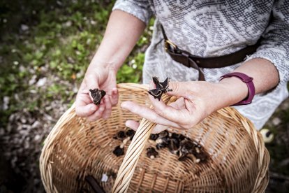 Una mujer recoge esta misma semana en la provincia de Soria ejemplares de Helvella Lacunosa negra, una especie comestible tras una cocción intensa que brota en primavera.