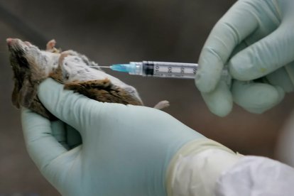 n técnico del control de vectores prepara una muestra durante la vigilancia del hantavirus en roedores, en una imagen de archivo
