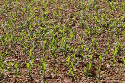 Plantación de maíz en Sahagún (León)