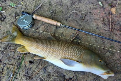 Un magnífico barbo común pescado a mosca seca en Valladolid.