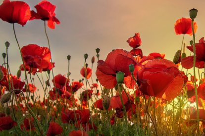 Un campo de amapolas en plena floración tiñe de rojo el paisaje primaveral de Valladolid durante unas semanas antes de desaparecer con la llegada del verano