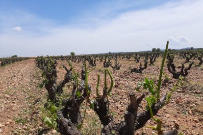 Ya son más de 8.000 hectáreas de uva de vino siniestradas en lo que va de campaña