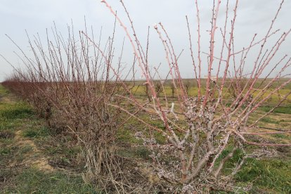 Explotación agrícola cercana a la capital palentina donde se experimenta con almendros