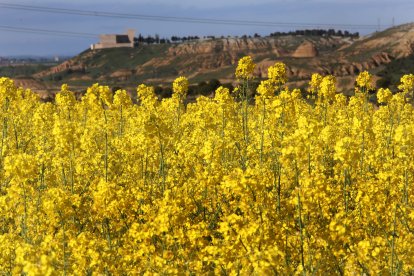Parcelas cultivadas de colza en la localidad de Fuentes de Valdepero (Palencia).