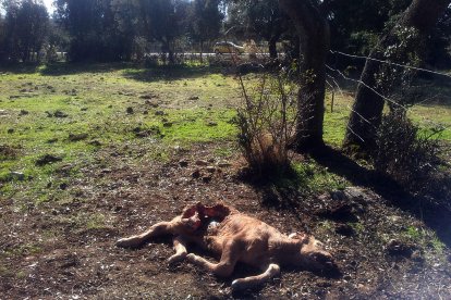 Ataques de lobo en la finca La Palenciana.