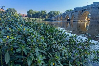 La Ludwigia plepoides en las inmediaciones del puente medieval de Simancas