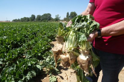 Remolachas destrozadas en Cabezón de Pisuerga por la plaga de conejos que asola los cultivos de la zona de Cigales