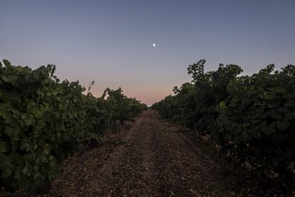 Vendimia nocturna de Cuatro Rayas en La Seca