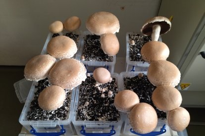 Ensayos experimentales con los champiñones a partir de bacterias.